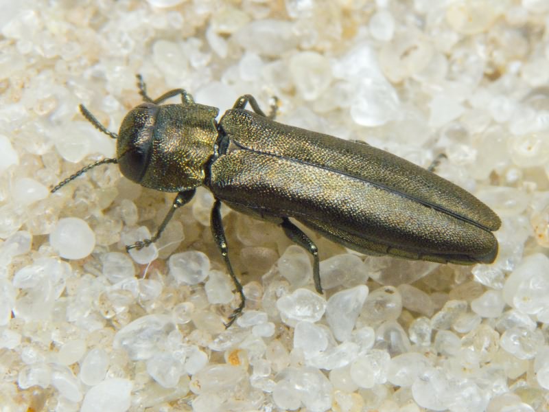 Agrilus cuprescens cuprescens (Ménétriés, 1832)